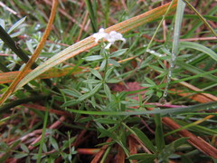 Galium uliginosum