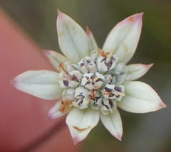 Alepidea capensis capensis