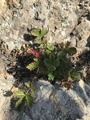 Potentilla ancistrifolia