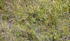 Alepidea capensis capensis