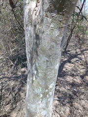 Libidibia paraguariensis