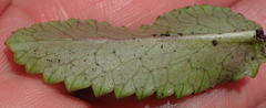 Alepidea capensis capensis