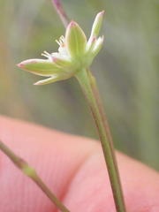 Alepidea capensis capensis