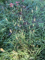 Setaria viridis viridis