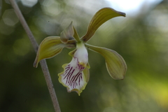 Encyclia trachycarpa