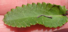Alepidea capensis capensis