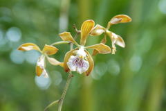Encyclia trachycarpa