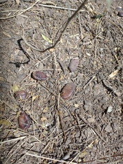 Libidibia paraguariensis