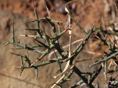 Lacomucinaea lineata