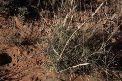 Lacomucinaea lineata