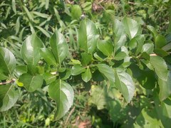 Sageretia
