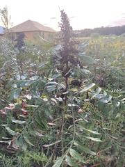 Rhus copallina image