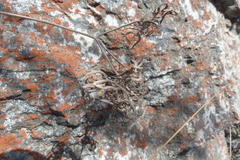 Pelargonium luteolum