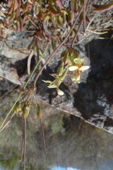 Pelargonium luteolum