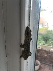 Tarentola mauritanica