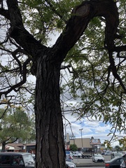 Gleditsia