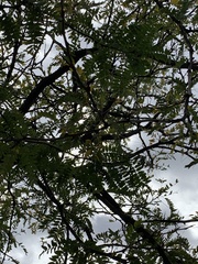 Gleditsia