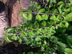 Canthium coromandelicum