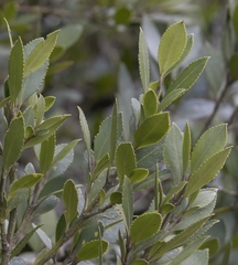 Laureliopsis philippiana