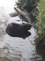 Castor canadensis