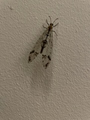 Dendroleon pantherinus