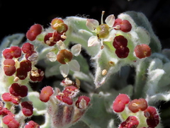 Centella capensis