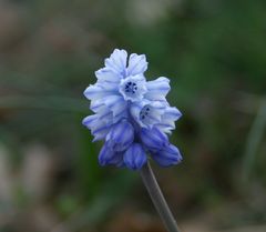 Muscari azureum
