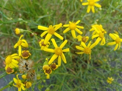 Senecio inaequidens