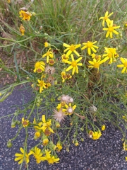 Senecio inaequidens