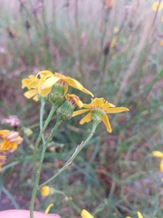 Senecio inaequidens