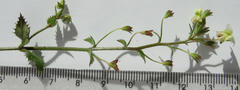 Nemesia acornis