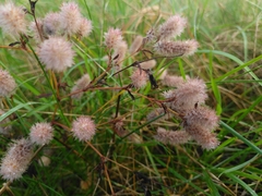 Trifolium arvense