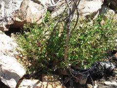 Nemesia acornis