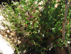 Nemesia acornis