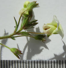 Nemesia acornis