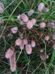 Trifolium arvense