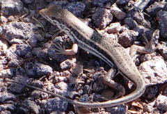 Trachylepis acutilabris
