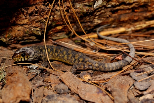 Lepidophyma smithii