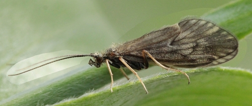 Brachycentrus subnubilis