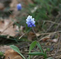Muscari azureum