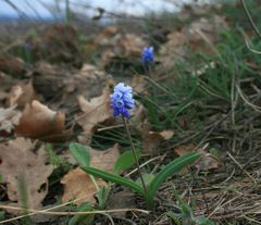 Muscari azureum