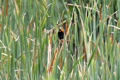 Typha capensis