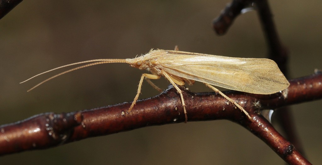 Grammotaulius nitidus