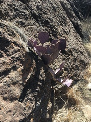 Opuntia azurea