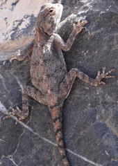 Agama anchietae