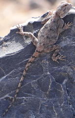 Agama anchietae