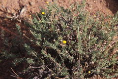 Pentzia