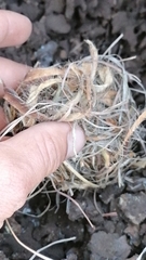Acomys subspinosus