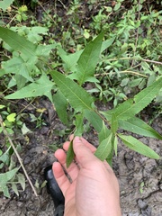 Hasteola suaveolens
