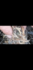 Acomys subspinosus